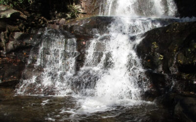 Praise From the Heart