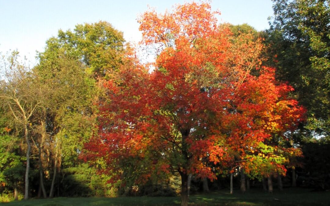 Help Me Be a Burning Bush