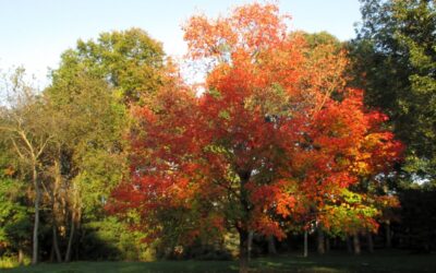 Help Me Be a Burning Bush