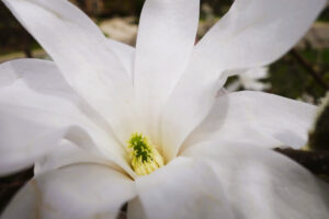 To Him Who's Overcome