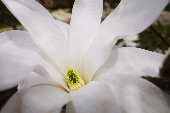 To Him Who’s Overcome